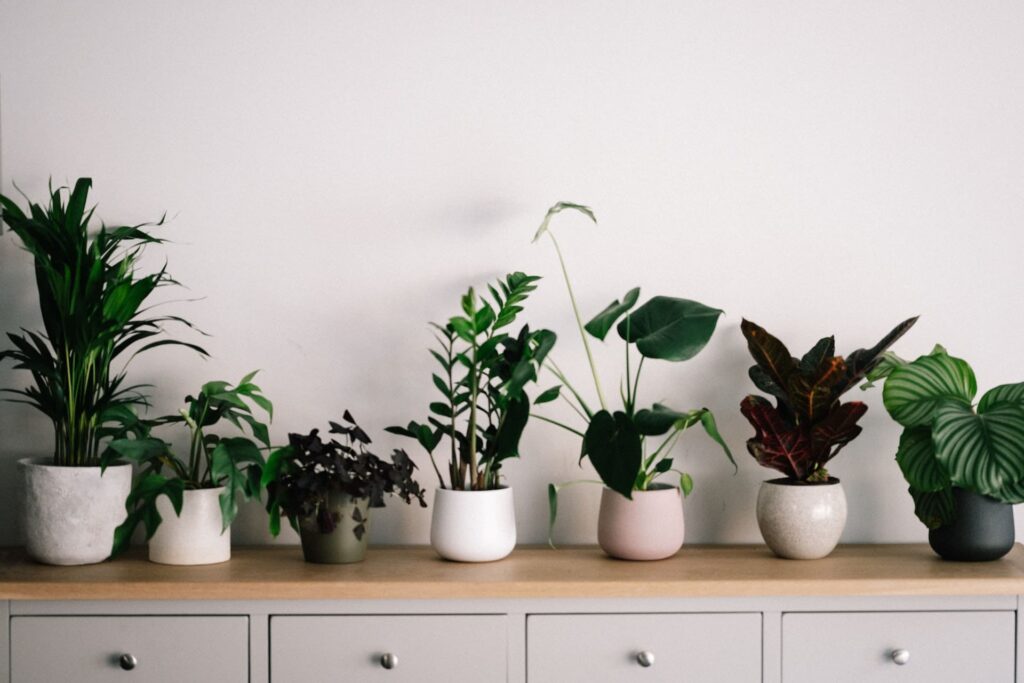 moving house plants